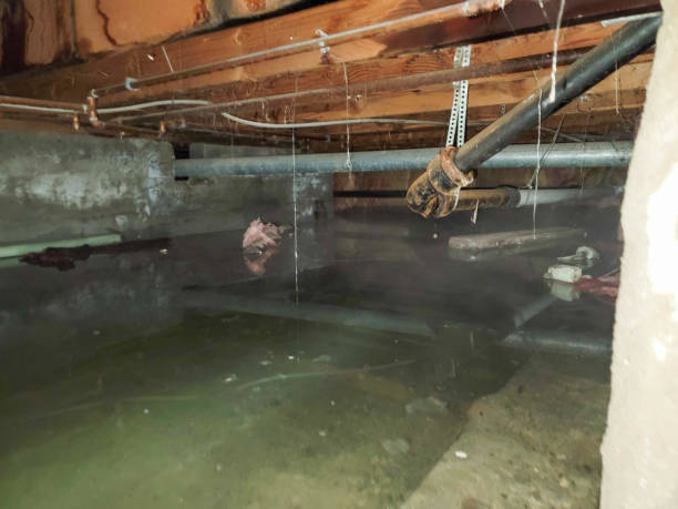 Best Carpet water damage restoration  in West Columbia, TX
