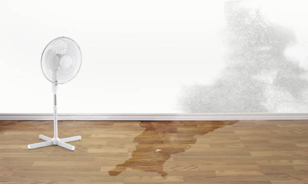 Best Mold removal after water damage  in West Columbia, TX